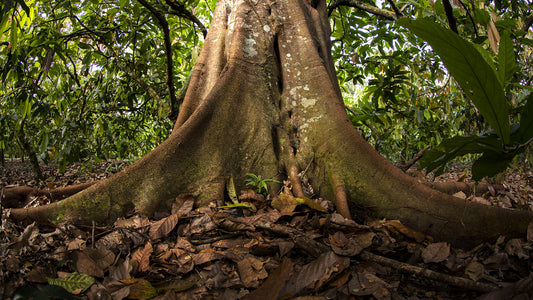 Chocolate feito com cacau amazônico